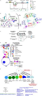 Janus-Faced Myeloid-Derived Suppressor Cell Exosomes for the Good and the Bad in Cancer and Autoimmune Disease